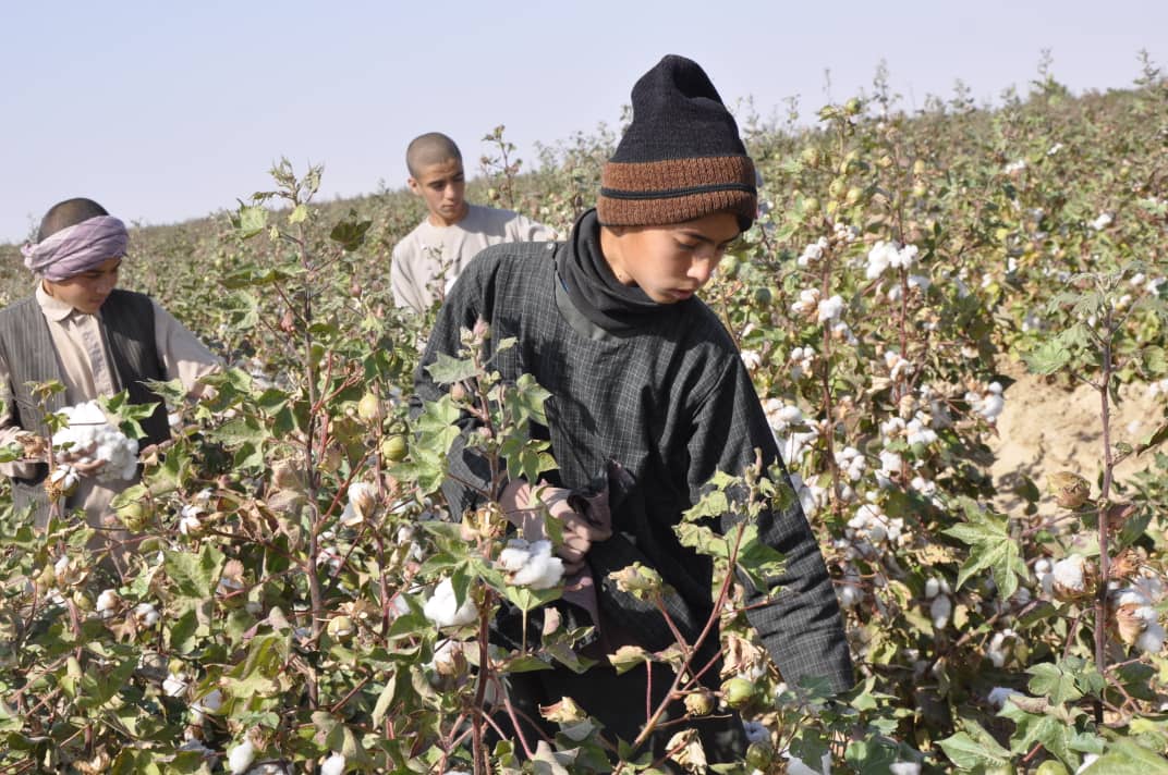 حاصلات پنبه در جوزجان افزایش یافته است