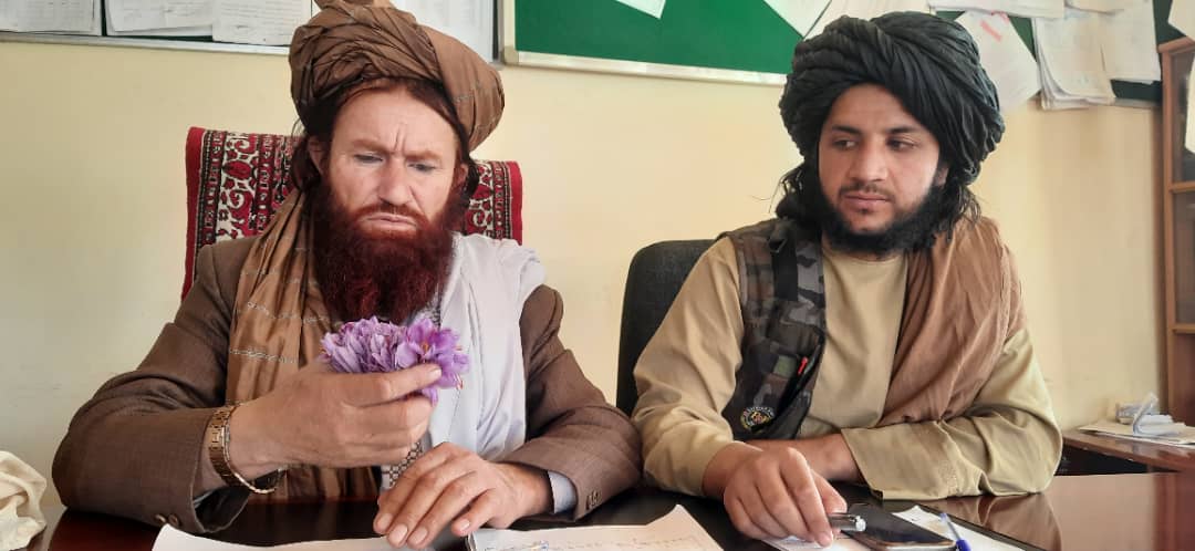 ارزګان کې د زعفرانو د کرکیلې دودولو په پار هڅې