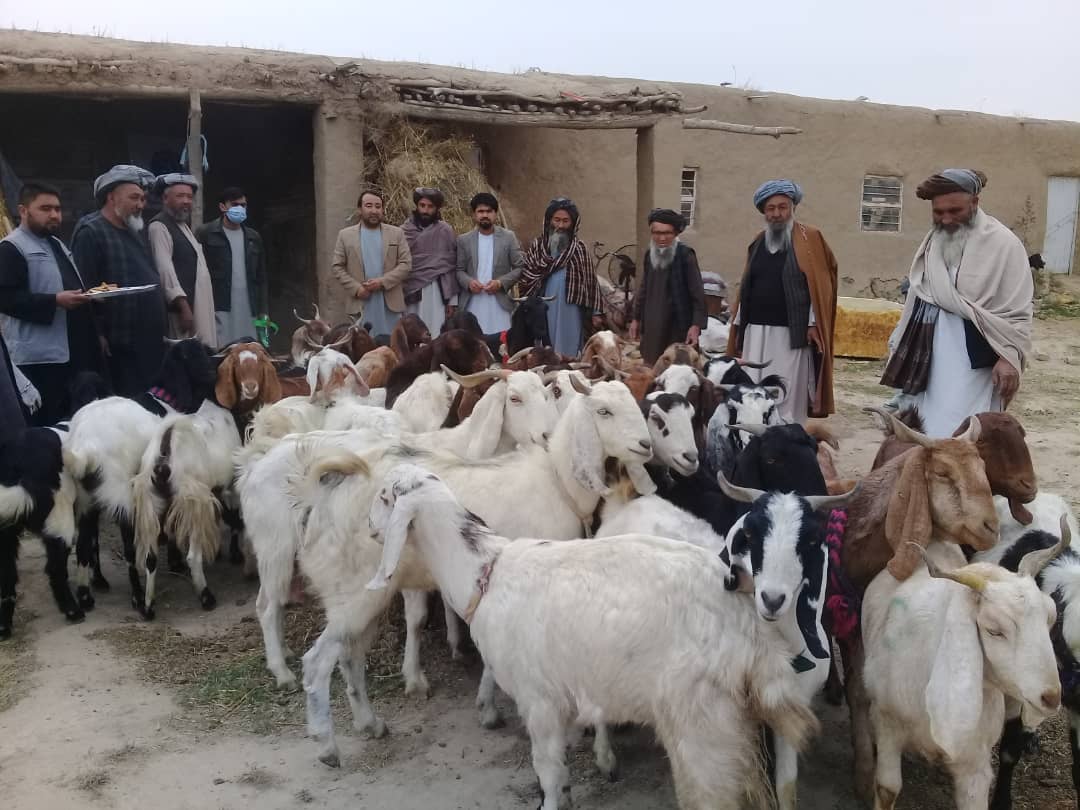 برای خانواده های فقیر و بی بضاعت  در فاریاب بز شیری توزیع گردید