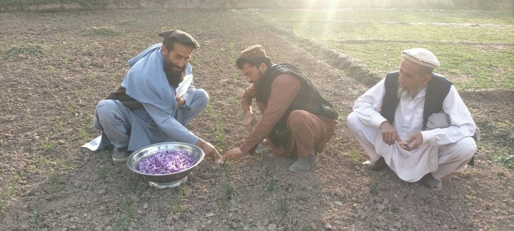 د ننګرهار حصارک کې د زعفرانو د کرکیلې دودولو په پار هڅې