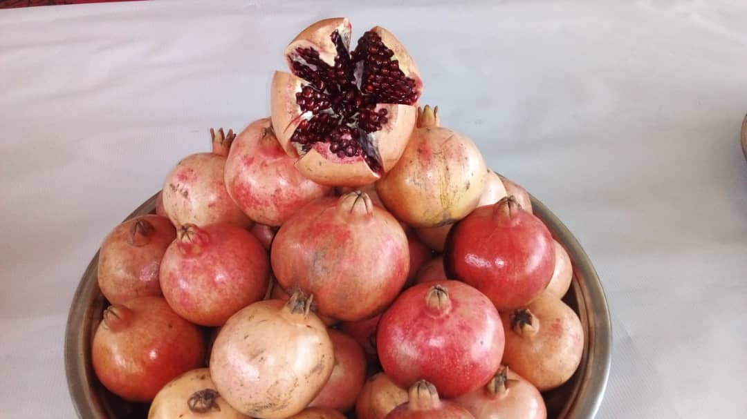 جشنواره میوه انار در ولایت کاپیسا برگزار شد