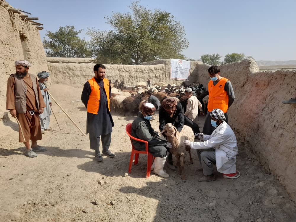 واکسین بیش از ۱۳ هزار گوسفند و بز در ولایت فاریاب