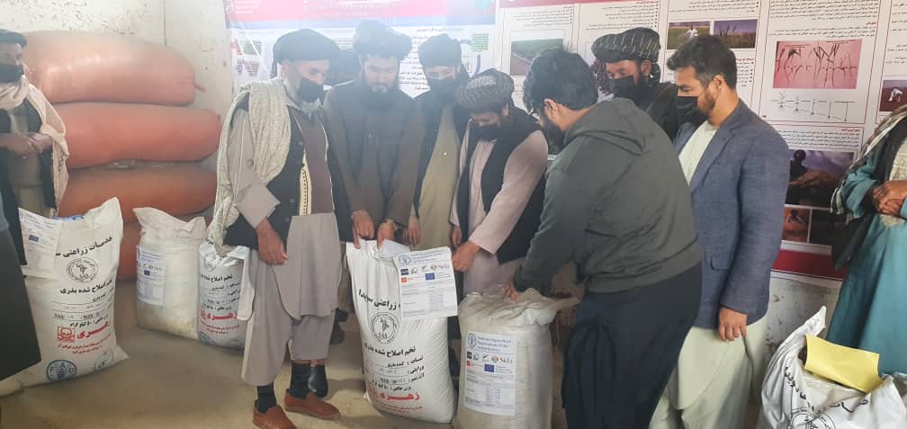 به دو هزار دهقان در ولسوالی پشتونکوت فاریاب گندم بذری توزیع گردید 
