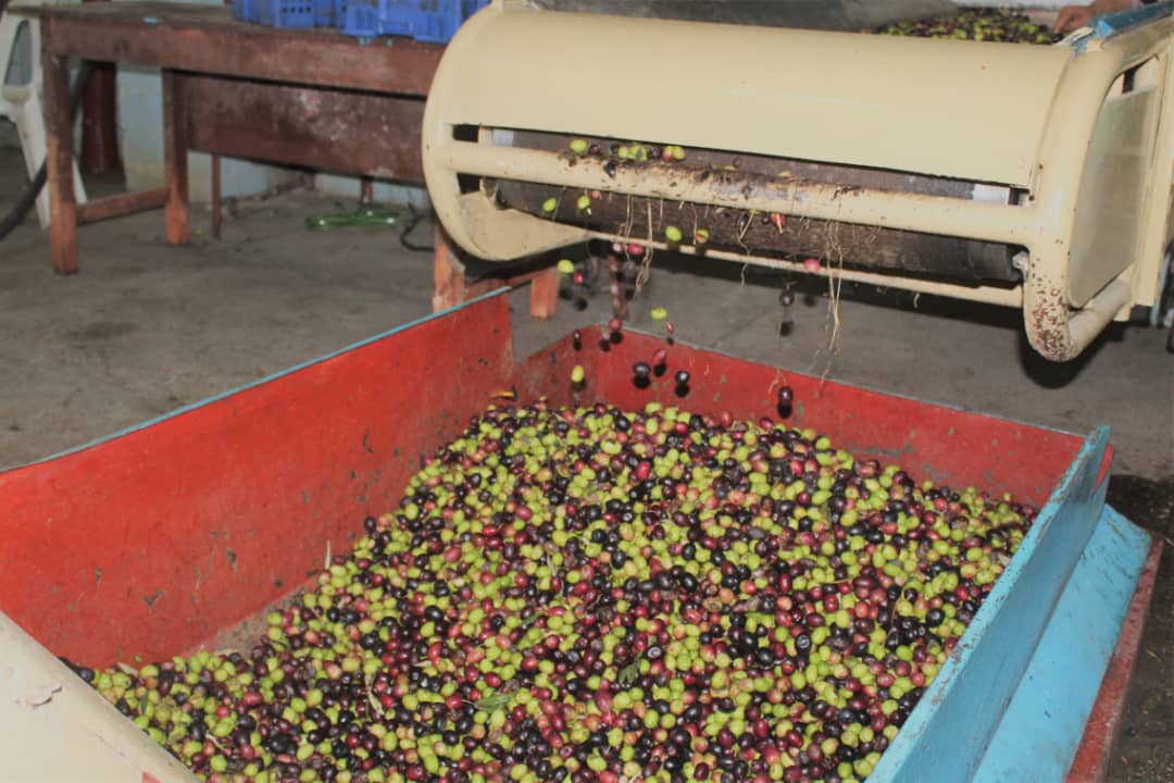 د ننګرهار دکانال ریاست: د زیتونو تېلو د پروسس لړۍ پیل شوی دی