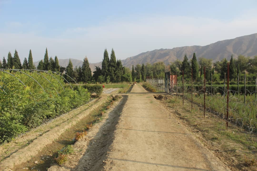 د کانال ریاست: د هډې فارم ثمرخېلو قوریه ۸۰ زره بېلابېل ډوله نیالګي لري 