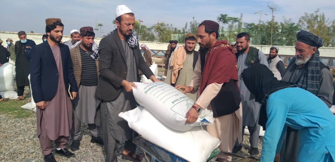 د کندز چهاردرې ولسوالی په ۳۰۰۰ بزګرانو د غنمو د اصلاح شویو تخمونه او کیمیاوي سرې ووېشل شوې