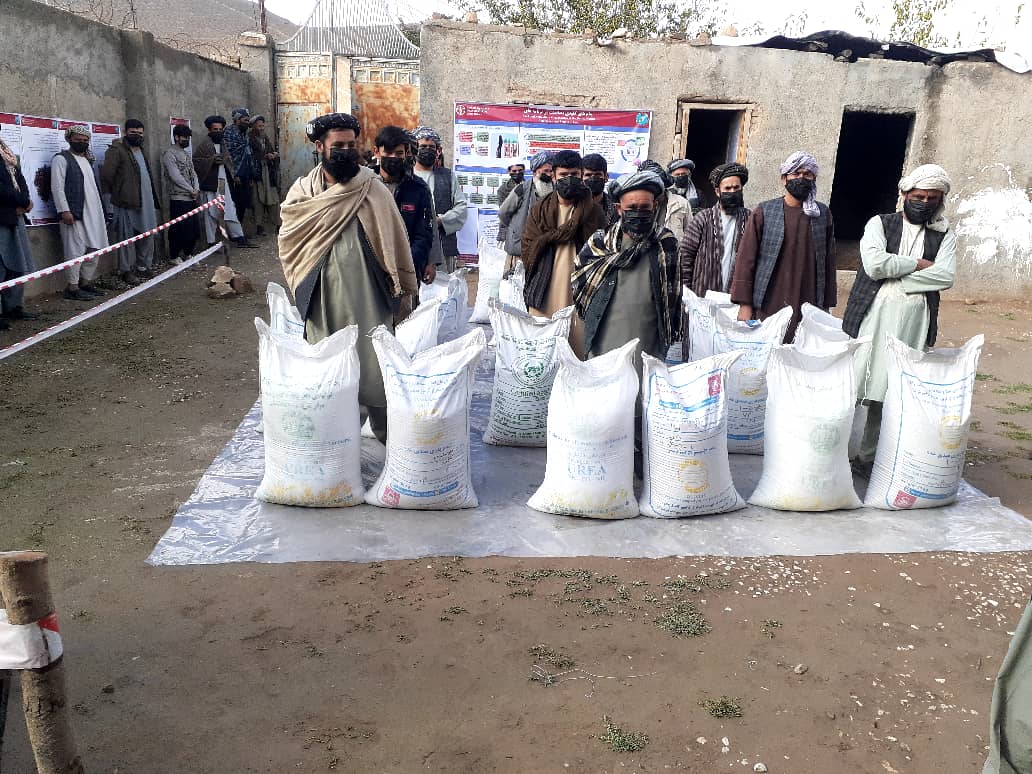 برای هشت هزار۷۰۰ دهقان در فاریاب گندم بذری و کود های کیمیاوی توزیع گردید