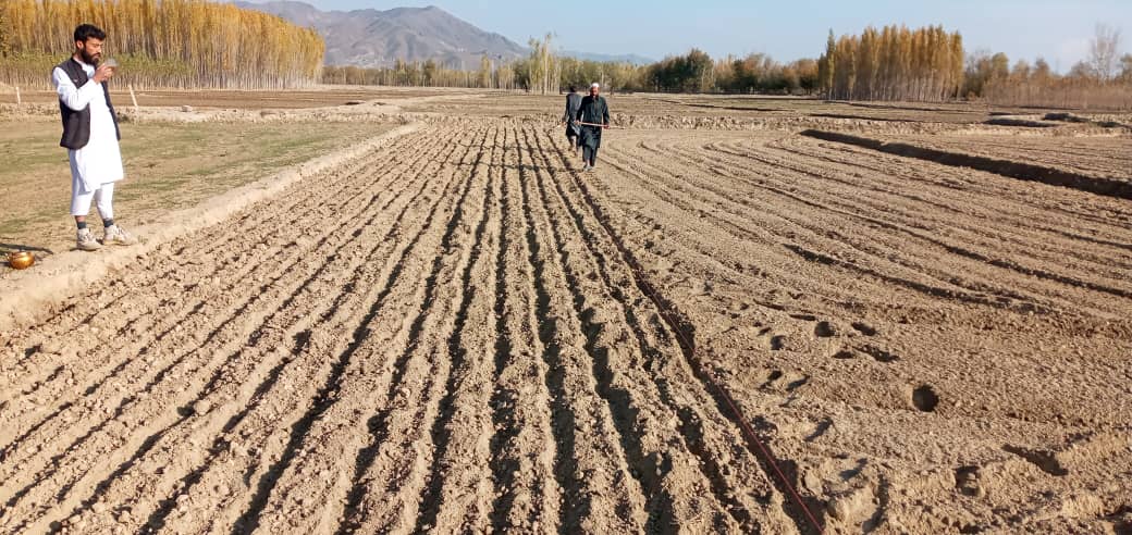 د لوګر محمدآغې کې د غنمو د ننداریزو کرونددو کرکېله