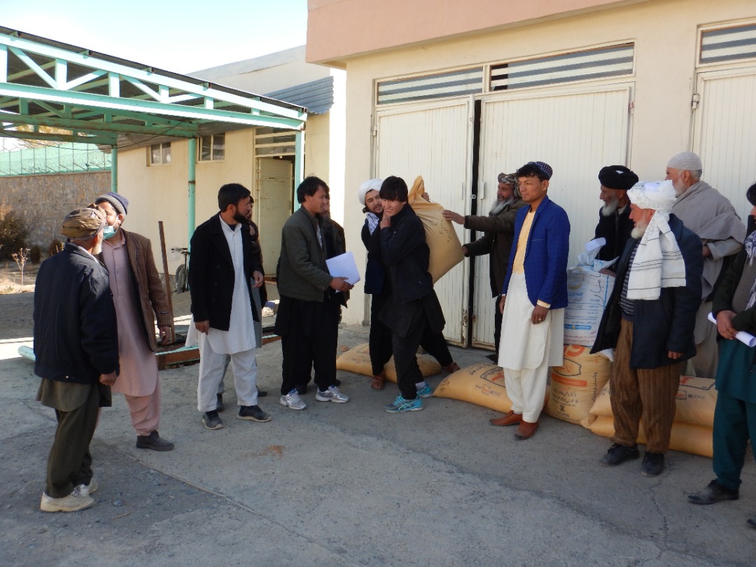 توزیع گندم بذری اصلاح شده همراه با کودکیمیاوی در بامیان 