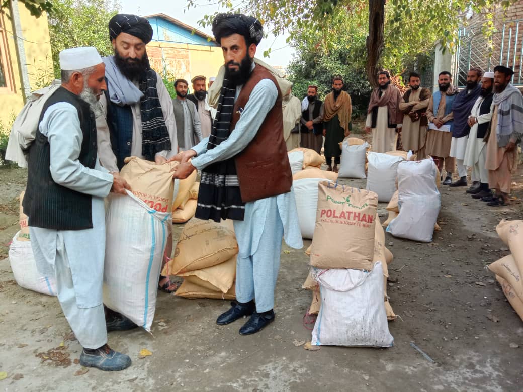 د ننګرهار لسو ولسوالیو کې د اصلاح شویو غنمو ننداریزې کروندې جوړي