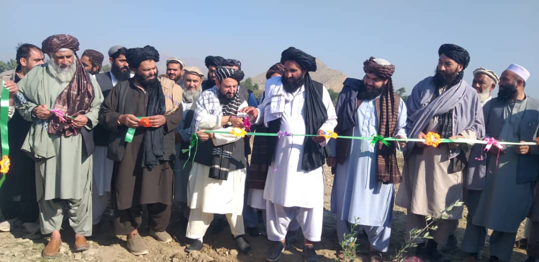 د ننګرهار د کانال ریاست: په ۳۵۰ جریبه ځمکه د زیتونو بڼونه جوړېږي