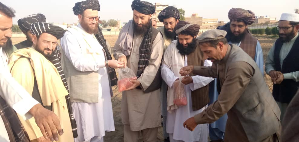 ننګرهار کې په څه باندې ۲۷ زره بزګرانو د غنمو اصلاح شوي تخمونه وېشل شوي دي