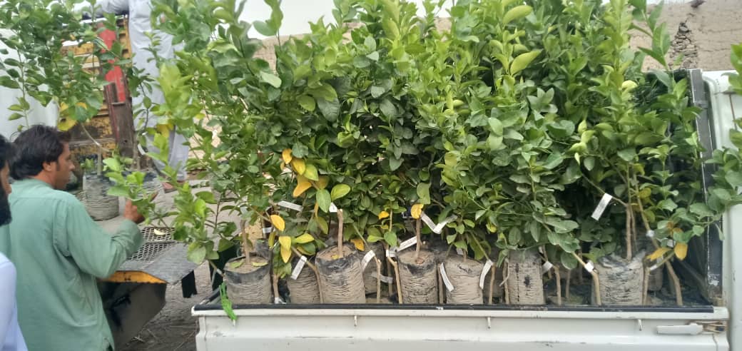 ننګرهار کې د سټروسو ۶۱ جریبه نوی بڼونه جوړېږي