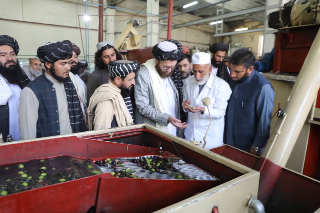 آغاز پروسس حاصلات زیتون امسال در فابریکه زیتون ننگرهار 