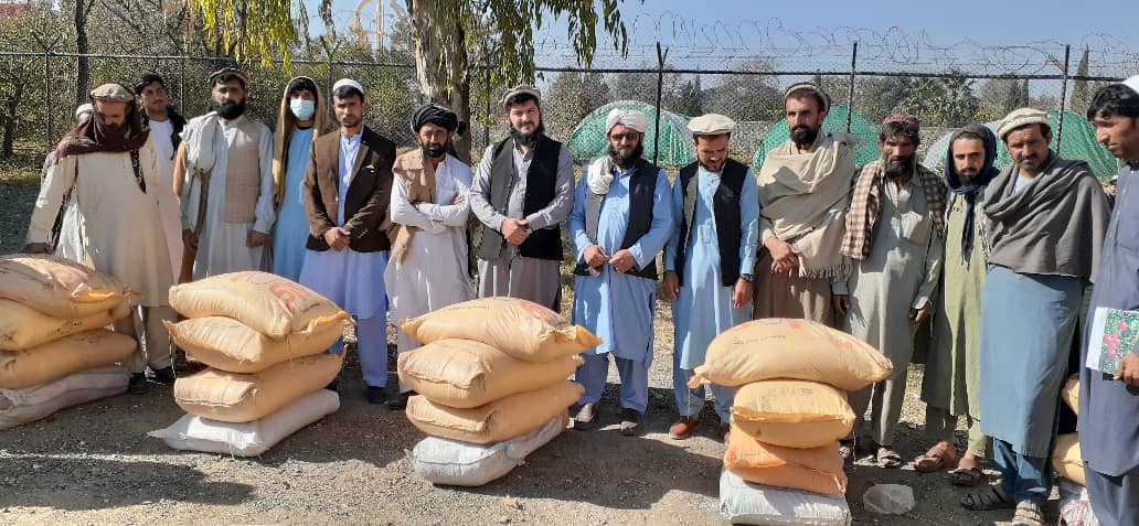 خوست کې د اصلاح شویو غنمو ننداریزې کروندې جوړېږي