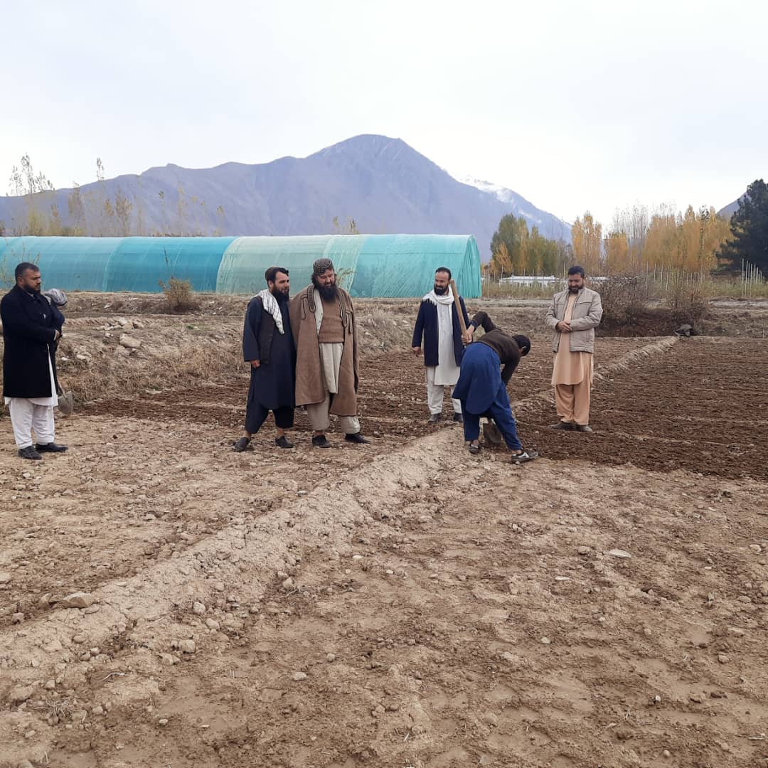 کشت ۶ ورایتی  تخم هستوی گندم در باغ ذخیره ولایت بدخشان