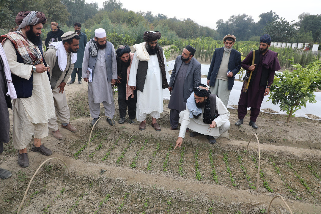 د ننګرهار دکرنې ریاست څېړنیز فارم څخه لیدنه