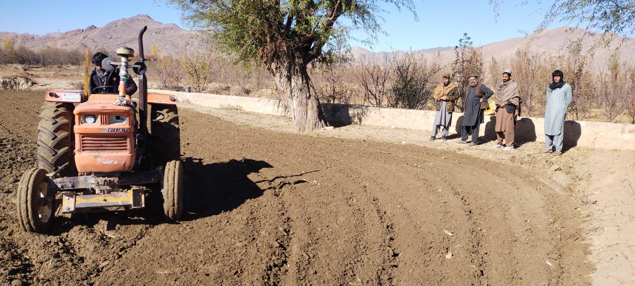 کشت تخم های اصلاح شده بذری گندم در ولایت کابل 