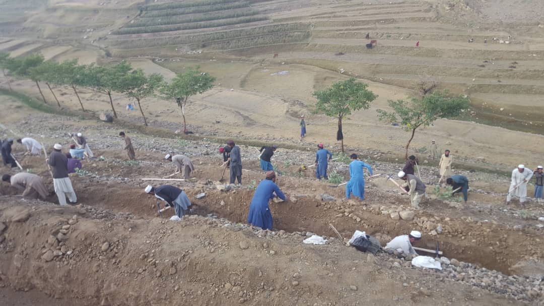 د ننګرهار اچین او ګوشتی ولسوالیو کې د بېرې ځنګل جوړېږي