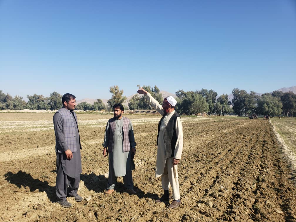 د ننګرهار کانال کې د غنمو اصلاح شویو تخمونو کرکېله