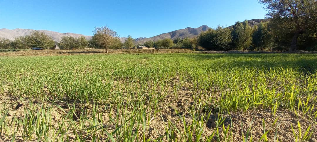 دکانال ریاست: د سبو کرکېلي سره د کروندګرو اقتصاد ښه شوی