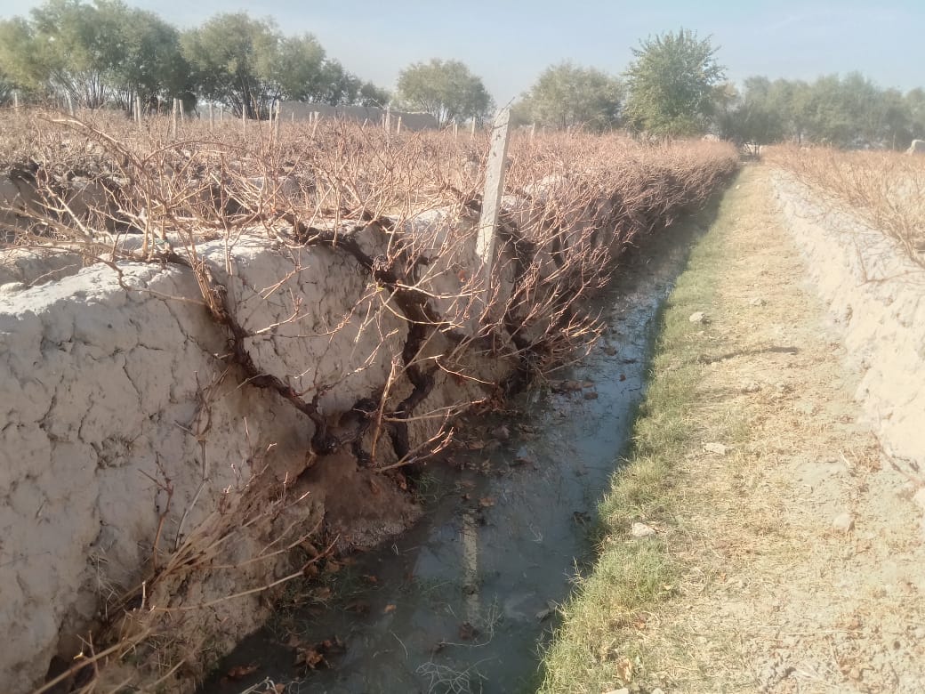 هلمندي کې بڼوالو ته د نباتي افتونو د مخنیوي په پار د زده کړو لړۍ پیل شو