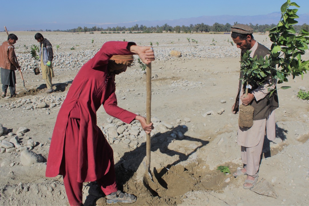 د ننګرهار کانال ریاست: ۳۰۰ جریبه د مالټو بڼونه جوړېږي