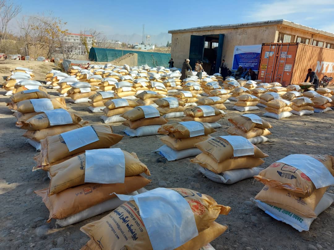 برای ۸۸۶ تَن از خانم‌های زراعت پیشه در کاپیسا تخم بذری گندم و کود کیمیاوی توزیع شد