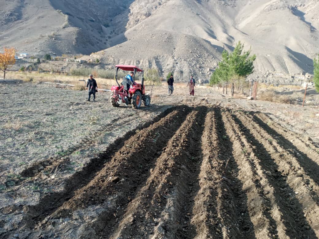 احیای مجدد قوریه جات در فارم زراعتی پنجشیر