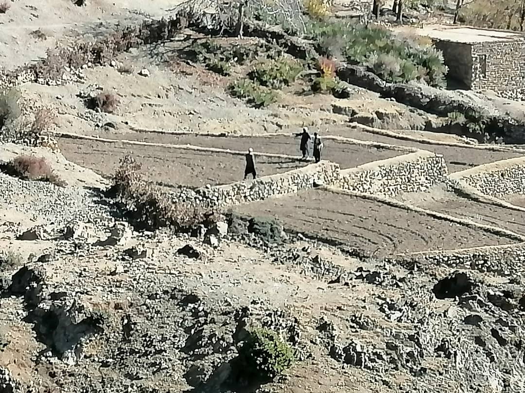 خوست کې د ځنګلونو د پراختیا او بیارغونې په پار قوریې جوړېږي