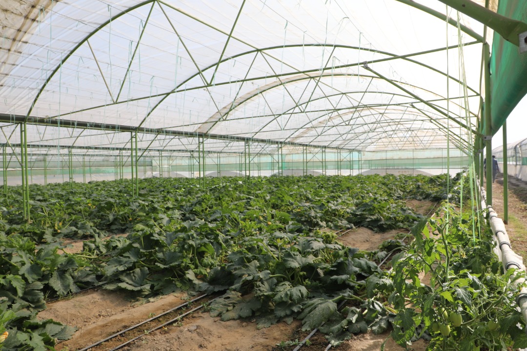 د ننګرهار کانال د شنوخونو محصولات په ثمر رسېدلی دی