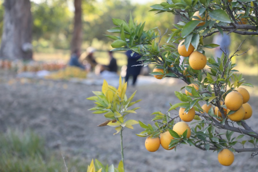 حاصلات مالته کانال ننگرهار نظر به سال قبل افزایش یافته است