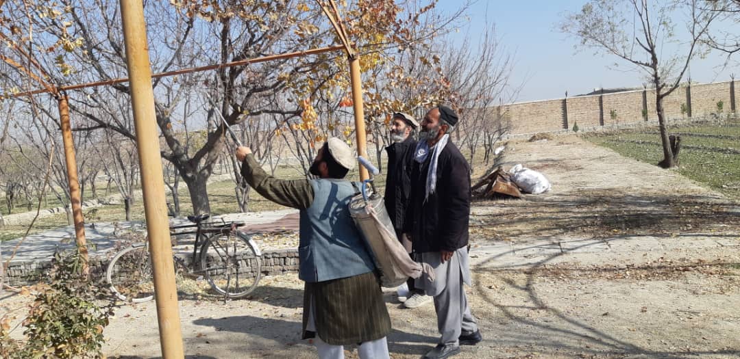 دواپاشی بیش از دو‌هزار درخت مثمر در ولسوالی بگرامی ولایت کابل