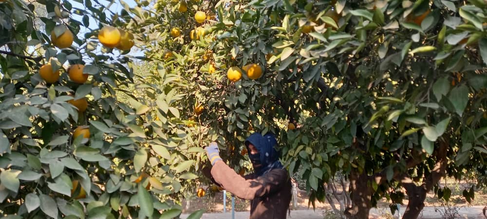 د ننګرهار کانال ریاست: په نږدې ۱۸۲ جریبه ځمکه د نارنجو بڼونه جوړ شوي دي