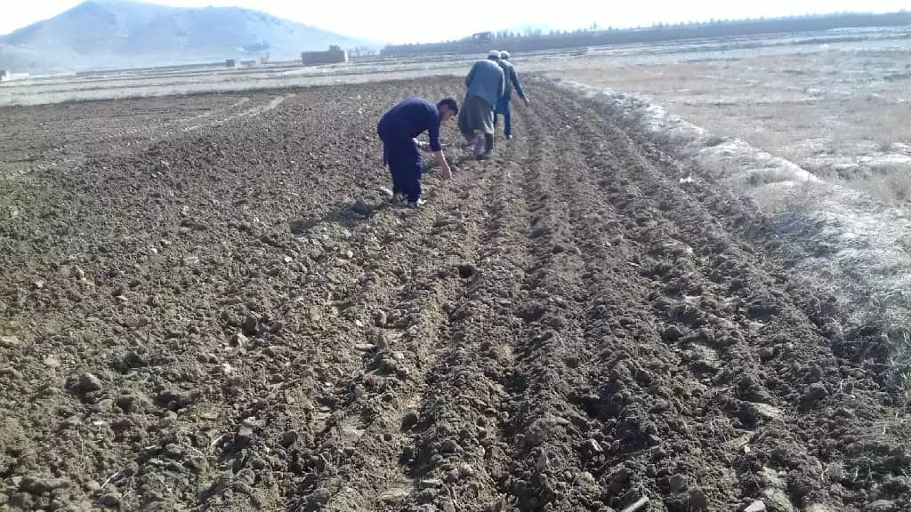 آموزش زراعت نوین به دهقانان ولایت کابل