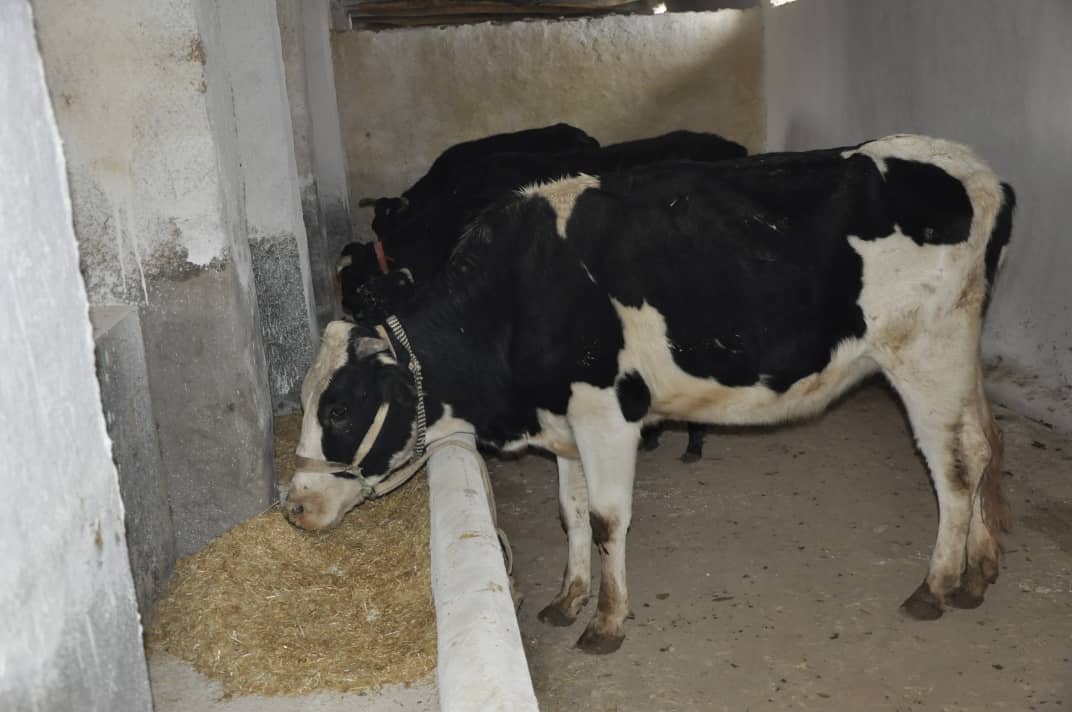 یک فارم گاو داری  در شهر شبرغان ولایت جوزجان افتتاح گردید 