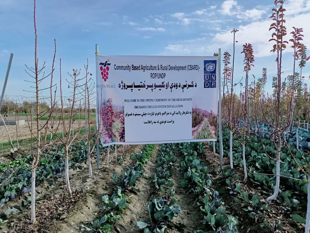 د ننګرهار دکرنې ریاست: شپږو ولسوالیو کې بڼوالو ته چیله يي سیستم جوړیږي