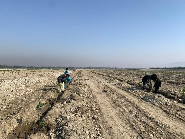 د هېواد د زرغونتیا او ښکلا په پار هڅې