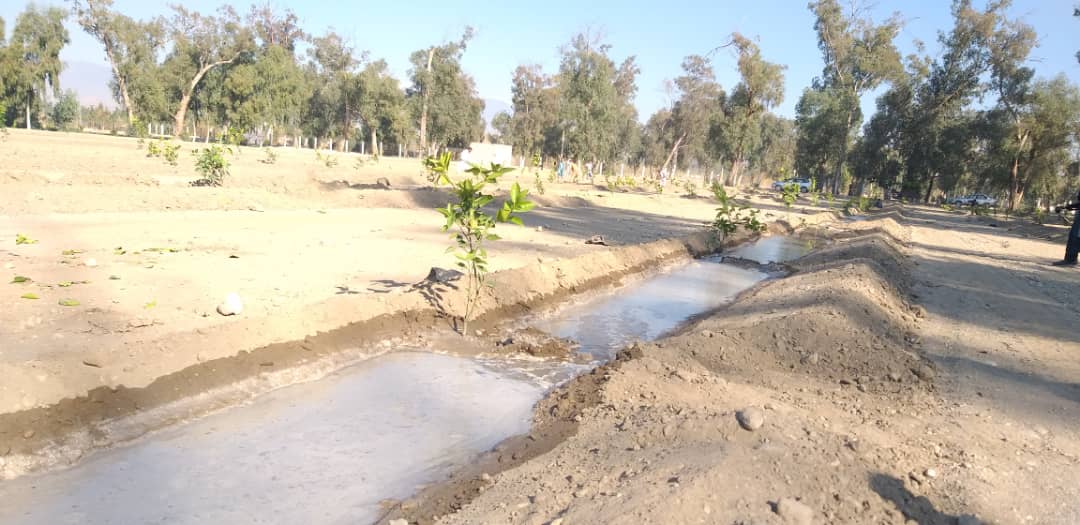 د ننګرهار کانال ریاست: د هډې فارم ۵۰ مه نمره کې د مالټې بڼونه جوړېږي