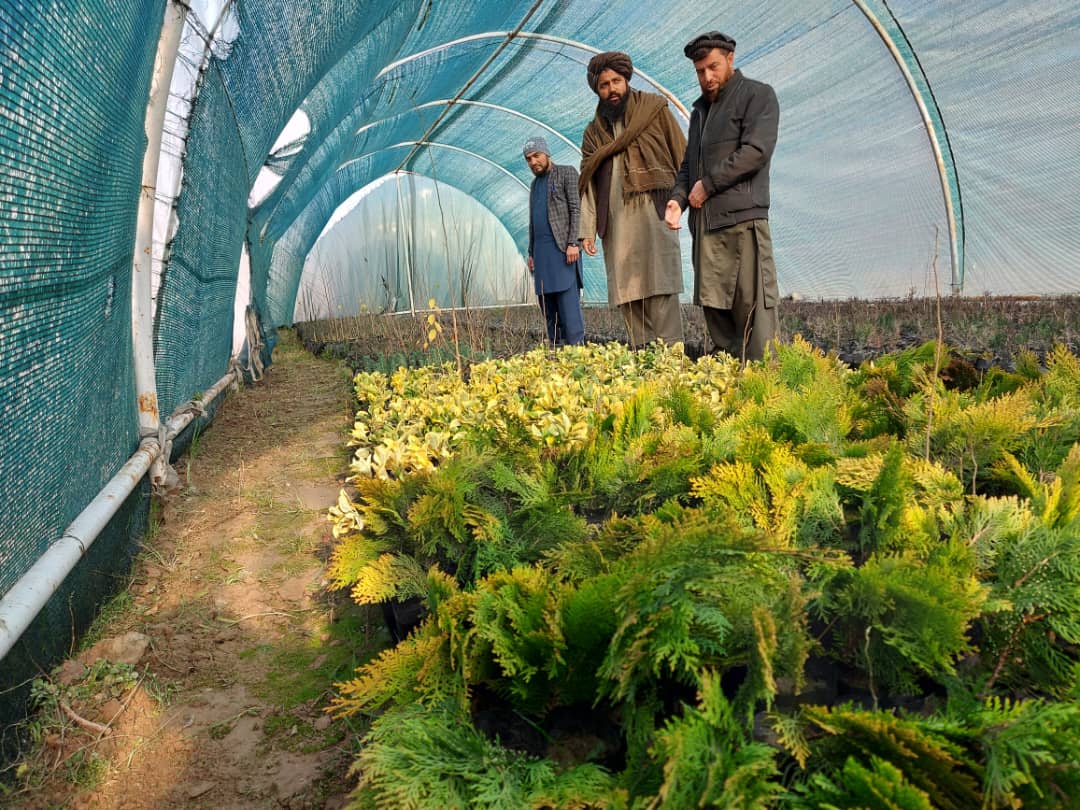 از سبز خانه‌های ریاست زراعت ولایت کاپیسا نظارت شد