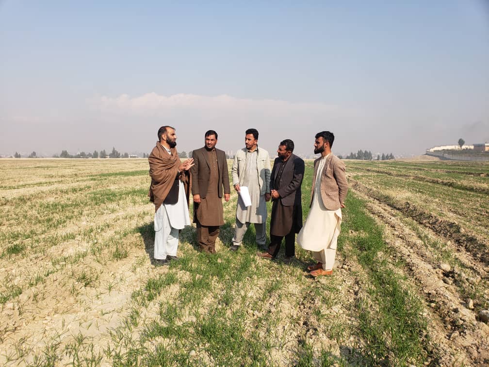 د ننګرهار دکانال ریاست: د کانال ادارې په ۴۰۰ جریبه ځمکه کې د غنمو اصلاح شوي تخمونه کرل شوي دي