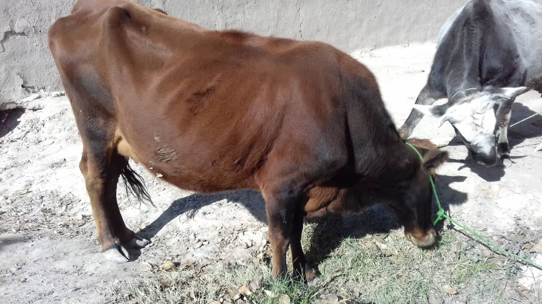 د هلمند ناوې ولسوالی کې پر یوشمېر کورنیو د شېدو غواوې ووېشل شوې