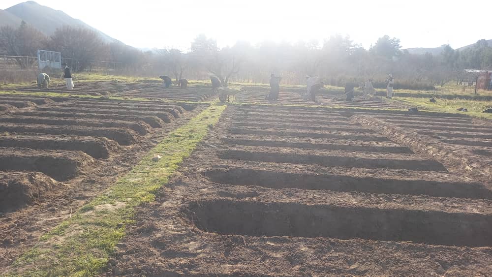 احداث یک قوریه بادام در قوریه شگوفان ولایت بادغیس 