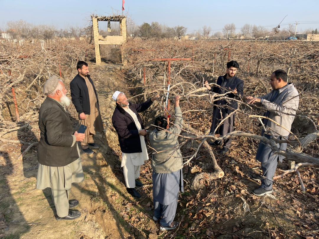 برای ۶۰ باغدار در ولایت کندز برنامه آموزشی برگزارشد