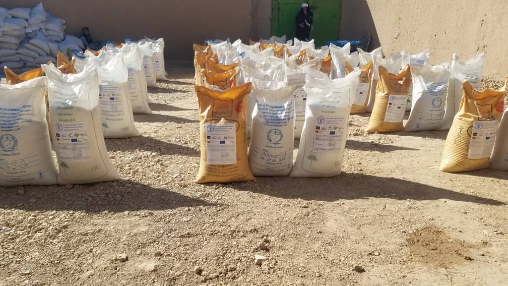 ارزګان کې پر یوشمېر بزګرانو د غنمو اصلاح شوي تخمونه وېشل شوي دي