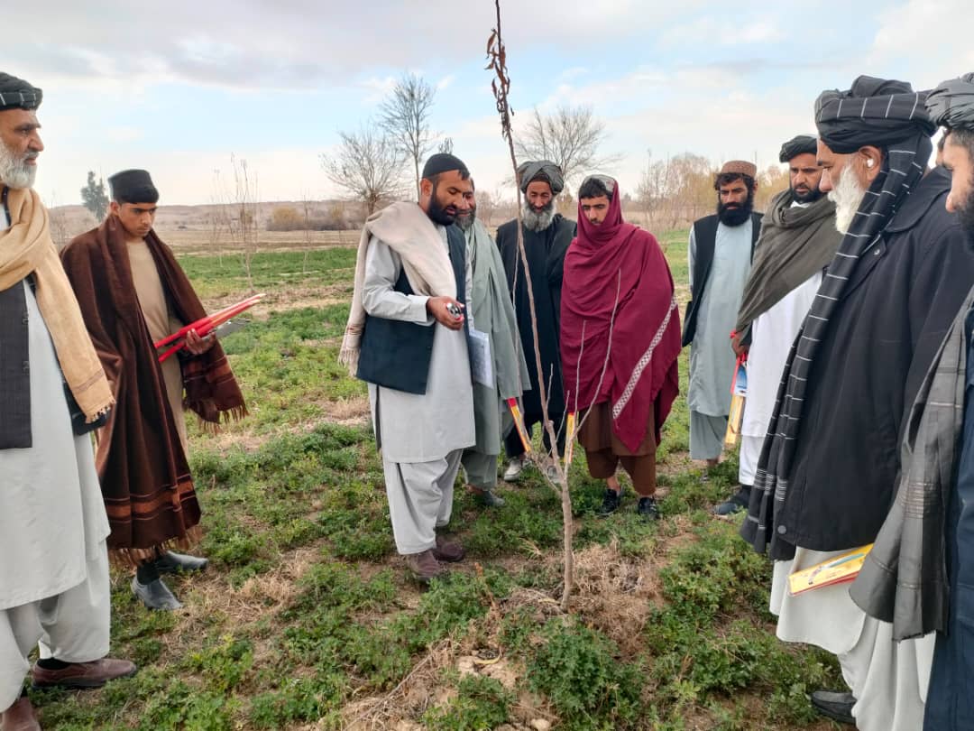 هلمند کې پر ٢٣٤ بڼوالو د بڼوالۍ اړونده توکي ووېشل شول