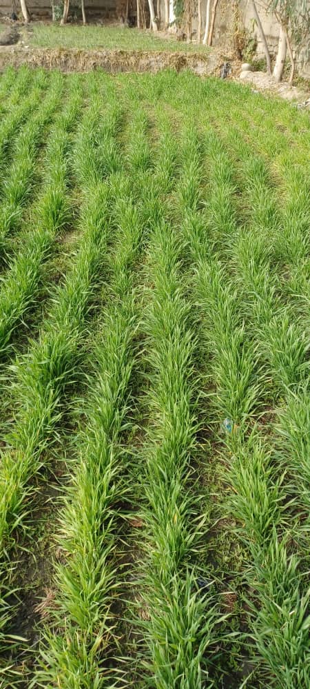 لغمان کې د اصلاح شویو غنمو ننداریزې کروندې جوړې شوي دي