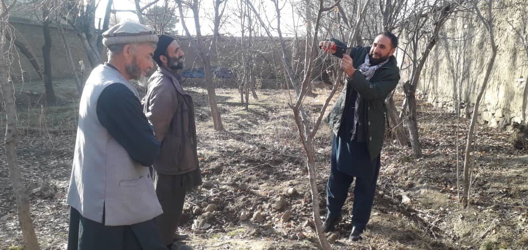 آگاهی دهی در مورد شاخه بری برای باغدارن ولایت کاپیسا