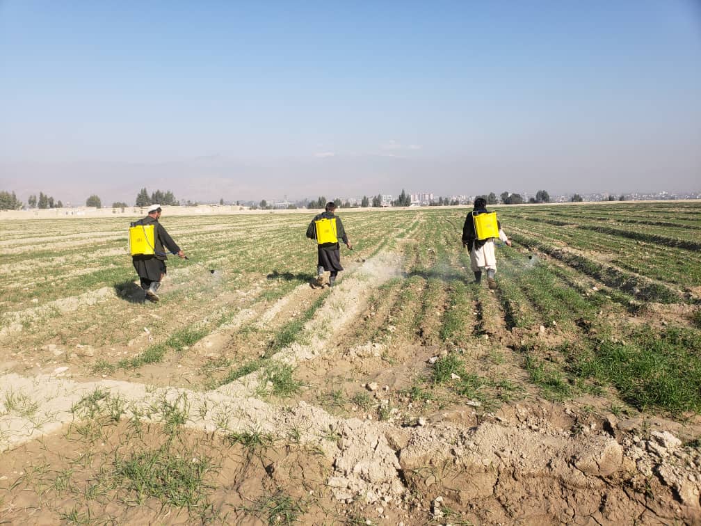 د ننګرهار دکانال ریاست: د هرزه ګياو د کنټرول په موخه لومړنۍ دواشيندنه ترسره شوه