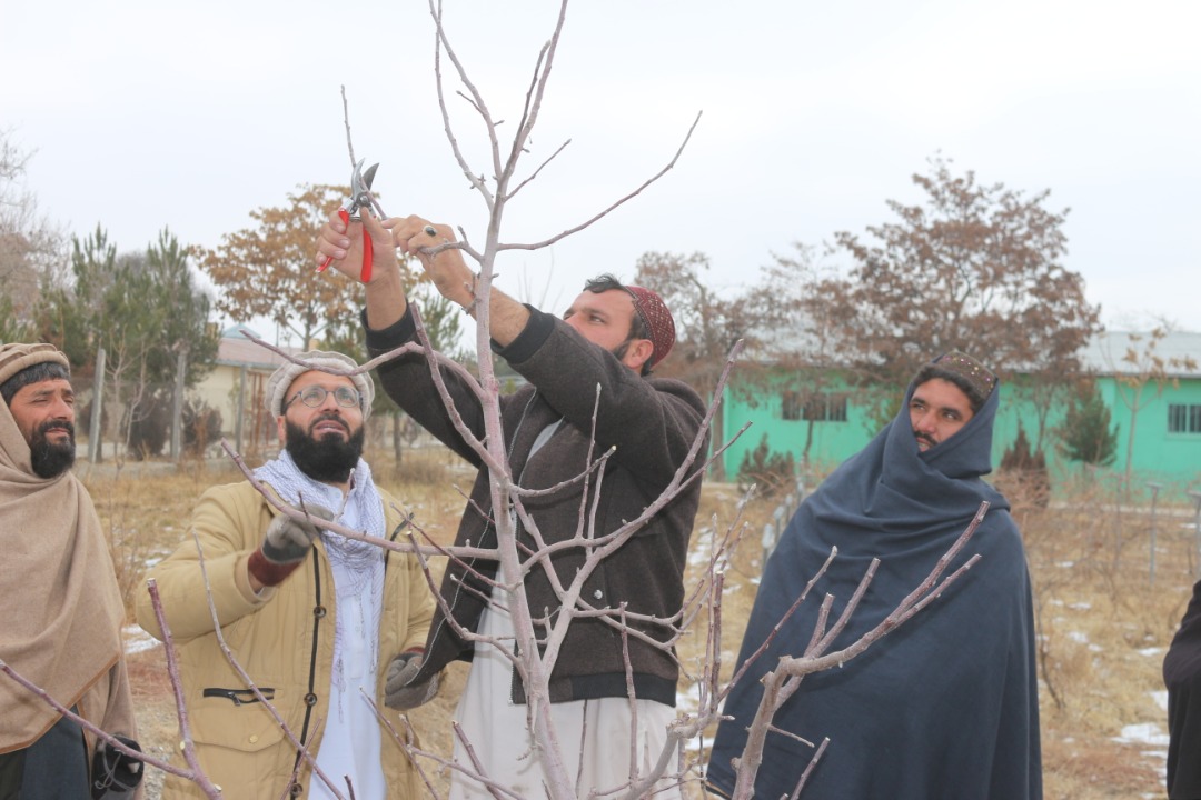 د پکتیا دکرنې ریاست: یو شمېر دولتي کارکوونکو ته د ونو د ښاخبرۍ زده کړې ورکړل شوې